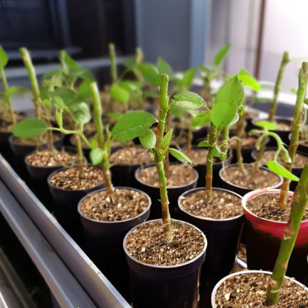 BIO1 BIOVITA GARTENBAU VERMICULIT NATÜRLICH 1-5MM 5L BODENHILFSSTOFF
