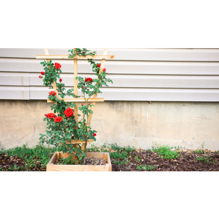 Zemina pro růže, médium pro přesazování květin, specializované, s perlitem, Biovita 20l