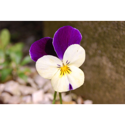 R9985 HORNVIOLETT DREIFARBIG JOHNY JUMP UP 0.3G SAMEN