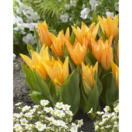 CEB5 TULIP PRAESTANS SHOGUN BLUMENZWIEBEL 50 STÜCK.