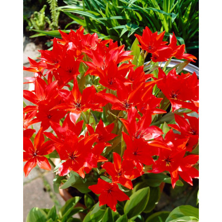 CEB6 TULIP PRAESTANS ZWANENBURG VAR BLUMENZWIEBEL 50 STÜCK.