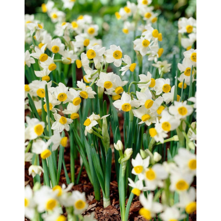 Narcyz botaniczny polski Canaliculatus, cebulki kwiatowe, 50szt. cebulek