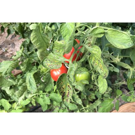 SUM41 Help Plant MG Hořčík na choroby rostlin 20 g Sumin