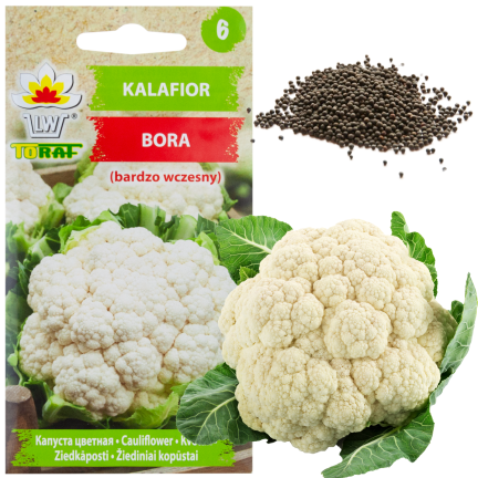 W1070 Blumenkohl BORA SEEDS VERY EARLY VARIETIES widerstandsfähig schmackhaft 1G