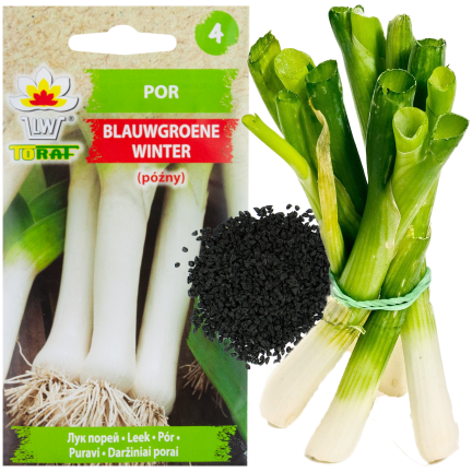 W1177 LAUCH SAMEN BLAUWGROENE WINTERTYP ALASKA SPÄTFROSTHART 1G