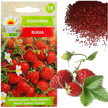 W1181 ERDBEERSAMEN RUGIA FRUCHTBAR SAFTIGE FRUCHT SÜSSESTE 0.2G