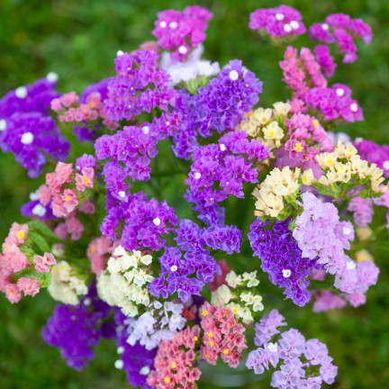 R2528 ROCKSPRING MIX OF UNIQUE COLORS BLUMENSAMEN FÜR TROCKENSTRÄUSSE