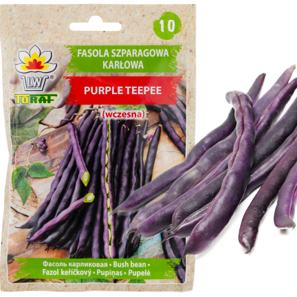 W6991 SEMÍNKA FAZOLÍ ZAKRSLÝCH FIALOVÝCH TEEPEE 30G