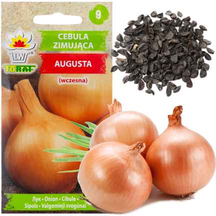 W8674 WINTERZWIEBEL WINTERZWIEBELSAATGUT AUGUSTA 2G