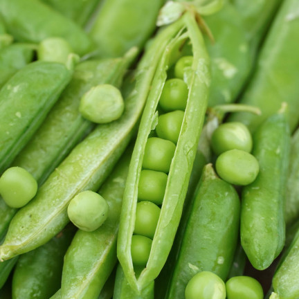 W0746 SCHALERBSE SECHS WOCHEN ALTES SAATGUT 50G SCHNELLE ERNTE