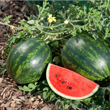 W9893 WATERMELON RED CAVON CRIMSON SWEET WATERMELON SEEDS 1G SWEET JUICY