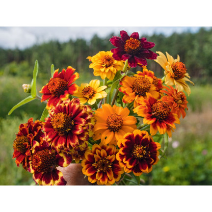 R2069 CYNIA PERSKA NASIONA MIX WIELOBARWNE PEŁNE RABATY KWIETNIKI na KWIATY CIĘTE