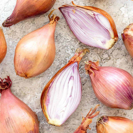 Shallots (Conservor F1), Allium cepa L., onion seeds, 20 pcs.