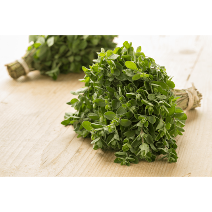 Z3018 SEMÍNKA MAJORÁNKY AROMATICKÁ PŘÍLOHA 1G