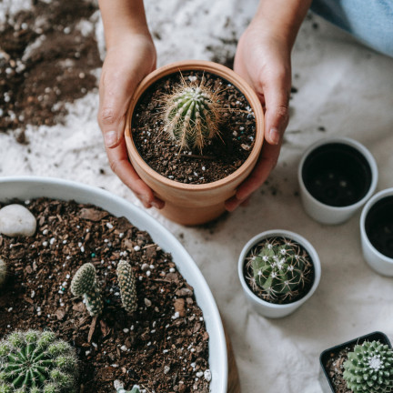 BIO10 ZEMINA PRO KAKTUSY A SUKULENTY ALOE VERA PROPUSTNÁ 5L