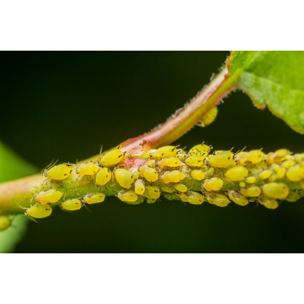 SUM33 LIMOCIDE 30 ML 3 v 1 pesticid insekticidní fungicidní přípravek odpuzující škůdce