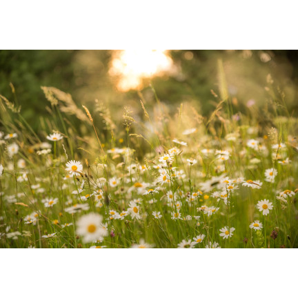 R4638 LUČNÍ SEDMIKRÁSKA BÍLÁ TRÁVNÍKOVÁ SEDMIKRÁSKA KVĚTINOVÁ SEMENA 0,2G