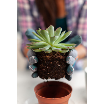 BIO10 ZEMINA PRO KAKTUSY A SUKULENTY ALOE VERA PROPUSTNÁ 5L