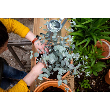 R6083 Toraf 10pcs Eukalyptus richtige Samen Immergrüner Baum Ätherische Öle Sträuße