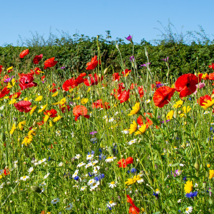 R9374 BLUMENWIESE WIESE FELDBLUMEN KRÄUTER SAMEN SCHNELL BLÜHEND 100G