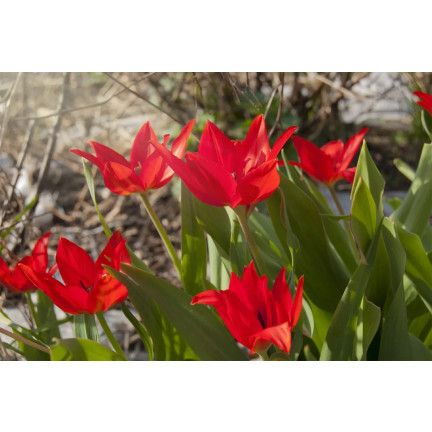 CEB6 TULIP PRAESTANS ZWANENBURG VAR BLUMENZWIEBEL 50 STÜCK.