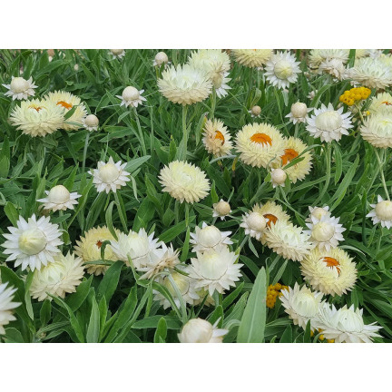 R4126 Weiße Decke Garten Blumen Samen Toraf 0.5g