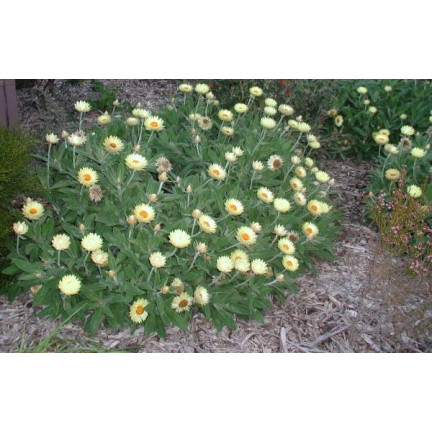 R4126 Weiße Decke Garten Blumen Samen Toraf 0.5g