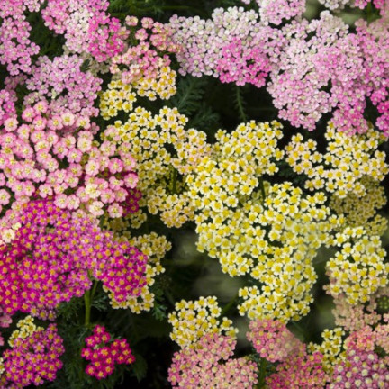 R2140 KRWAWNIK POSPOLITY MIX NASION BYLINA RABATOWA ZADARNIAJĄCA NA KWIATY CIĘTE