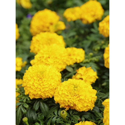 Large-flowered Tagetes 'Moonlight', Tagetes flower seeds, edible flowers, 1 g