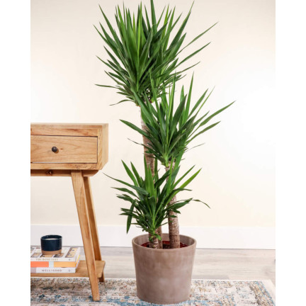 BIO9 ERDE FÜR PALMEN YUCCA DRACAENA 5L SUBSTRAT FÜR GRÜNPFLANZEN MIT BIOVITA DÜNGER