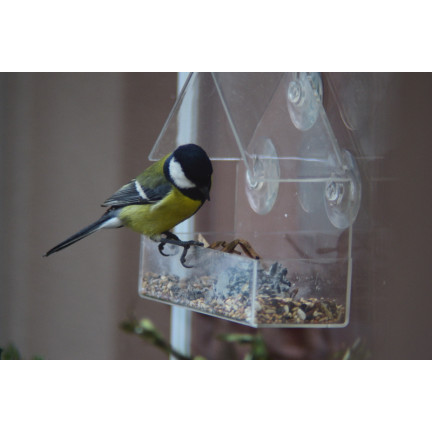 TG80446 VOGELFÜTTERUNG TRANSPARENTES FENSTER FENSTER SAMEN SONNENBLUMENFUTTER