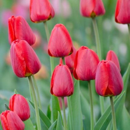 CEB12 TULIPAN CEBULKI TULIPANÓW CEBULKA KWIATÓW czerwone 