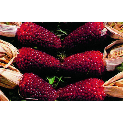 R2141 KUKURYDZA OZDOBNA nasiona TRUSKAWKOWA dekoracji bukietów suszki wianki 2g