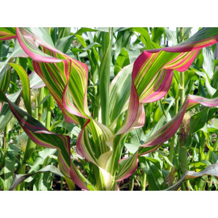 R2141 KUKURYDZA OZDOBNA nasiona TRUSKAWKOWA dekoracji bukietów suszki wianki 2g