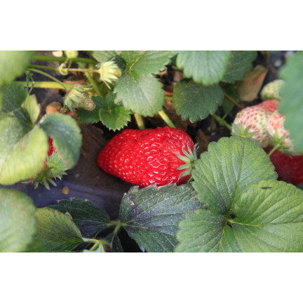 Organic fertilizer for strawberries and raspberries, natural, organic, granules, Biovita, 3 kg