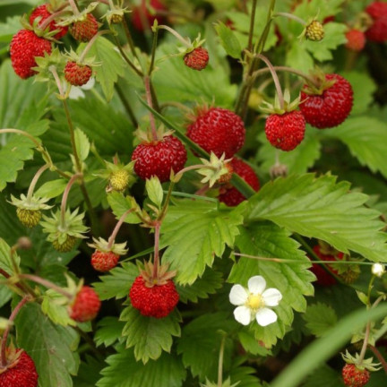 W1181 ERDBEERSAMEN RUGIA FRUCHTBAR SAFTIGE FRUCHT SÜSSESTE 0.2G