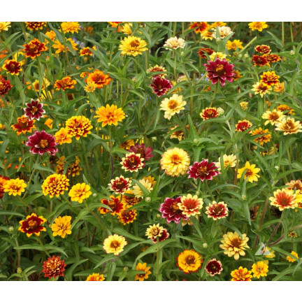 R2069 CYNIA PERSKA NASIONA MIX WIELOBARWNE PEŁNE RABATY KWIETNIKI na KWIATY CIĘTE