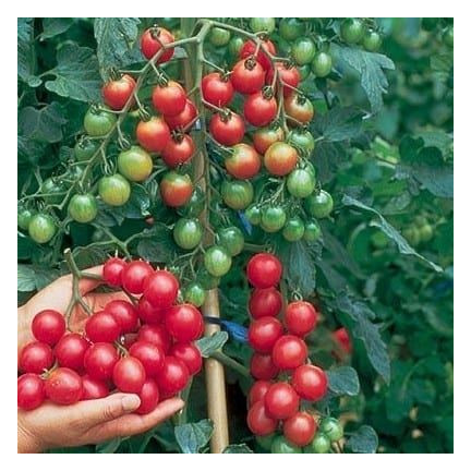 W1169 CHERRY RAJČE GARTENPERLE SEMÍNKA CHERRY RAJČE 0,3G
