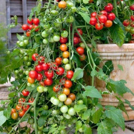 W1169 CHERRY RAJČE GARTENPERLE SEMÍNKA CHERRY RAJČE 0,3G