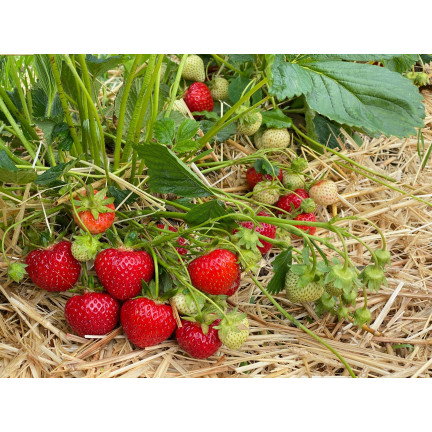 Organic fertilizer for strawberries and raspberries, natural, organic, granules, Biovita, 3 kg