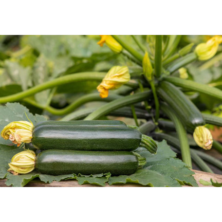 W1031 ZUCCHINISAMEN ZUCCHINI KÜRBIS NEFERTITI GEMÜSE GRÜN LECKER 3G