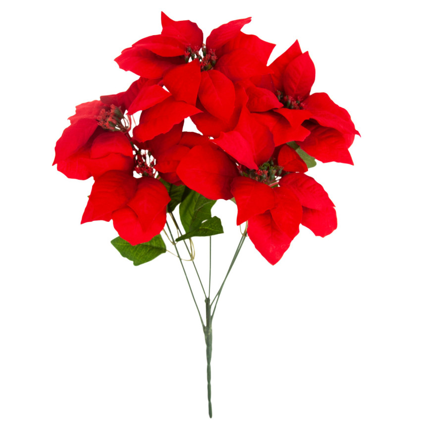 CV28909 BETLEMEE STAR Weihnachtsblumenstrauß LARGE POINTS 5pcs