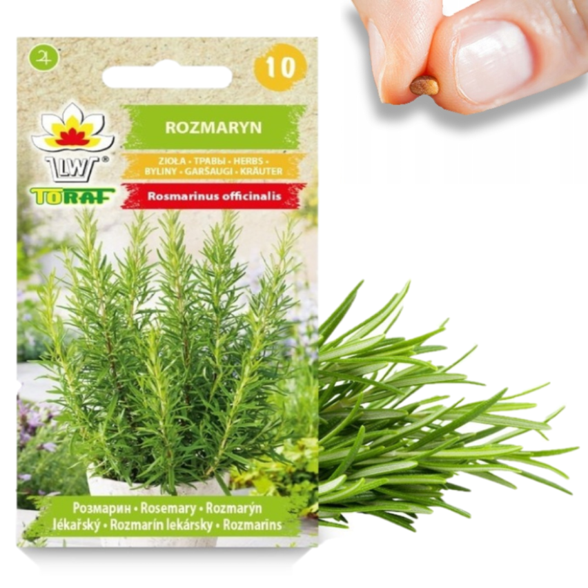 Z3028 ROSMARIN AROMATISCHE KRÄUTER SAMEN MEHRJÄHRIG 0.1G