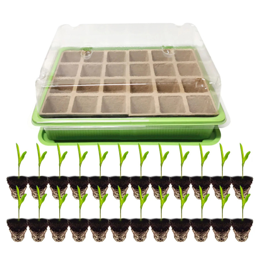 TG71428 MINI GLARNIA INSPEKT Torf Töpfe GROWER DISTRIBUTION 24 Fächer + Tray