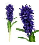 CV34985-3 Künstliche Zierpflanzen HIACINT, violette Kunstblumen, für Schilfkomposition